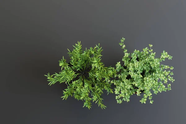 Dekoracyjne Ustawienie Dwóch Roślin Wazonach — Zdjęcie stockowe