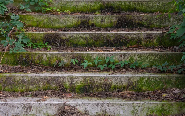 Eine Alte Treppe Mit Moos Bedeckt — Stockfoto