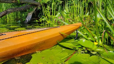Güneşte zambaklar arasında sakin bir nehirde rafting