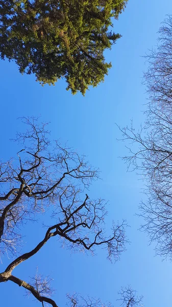Look Trees Blue Summer Sky — Stock Photo, Image