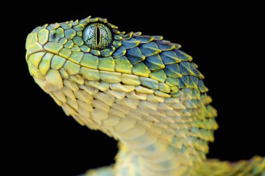 Bush viper (Atheris squamigera) modern bir ejderha gibi görünüyor. Bu etkileyici ağaç engerekler Orta Afrika'da bulunur.