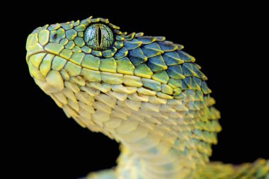 The Bush viper (Atheris squamigera) looks like an modern dragon. These impressive tree vipers are found in Central Africa. clipart