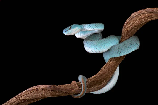 Белогубый Островной Питвайпер Trimeresurus Albolabris Insularis — стоковое фото