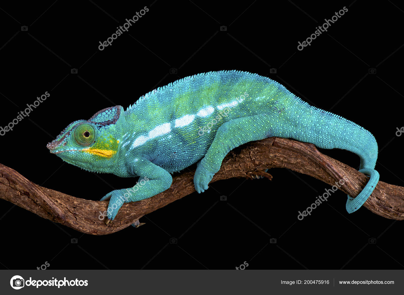 パンサー カメレオン Furcifer パラダイス 世界で最もカラフルな