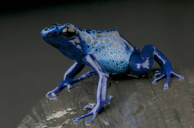 Dendrobates tinctorius gök mavisi, Azure ok kurbağası, Surinam