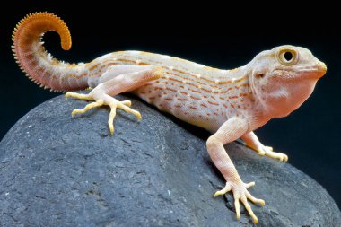 Akrep kuyruklu Gecko / Pristurus carteri