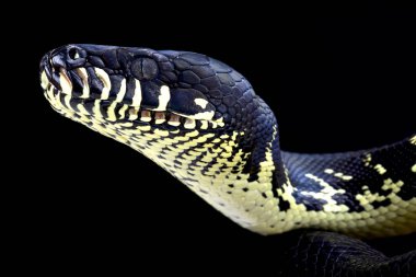 Boelen'ın python (Simalia boeleni) olarak da bilinen siyah renkli bir pitonu Papua Yeni Gine dağlarında muhteşem Zehirsiz yılan türüdür.