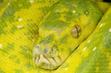 The Green tree python (Morelia viridis) is a cryptic tree snake species found in the northern tip of Cape York, Australia, into Papua New Guinea and the Indonesia side of West Papua. clipart