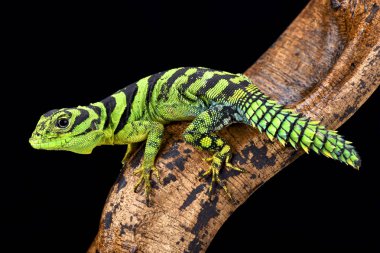 Yeşil thornytail (Uracentron azureum), Surinam, Guyanası, Brezilya ve Venezuela ağaç tepelerinin yaşayan bir anteating kertenkele türü iguanası.