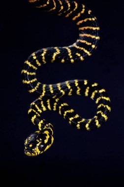 Halkalı Sulawesi altın yılanı (Boiga dendrophila gemmicincta) Sulawesi üzerinde güzel arka fanged zehirli yılan türüdür.