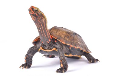 Ryukyu kara göğüslü yaprak kaplumbağa (Geoemyda japonica) familyasından bir atmaca güzel kaplumbağa Japonya'ya endemik.