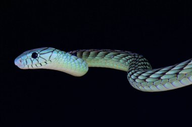 Batı yeşil mamba (Dendroaspis viridis) Batı Afrika'da büyük, son derece zehirli yılan türüdür.