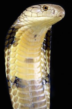Dünyanın en büyük zehirli yılan türlerinden. Görkemli Kral kobra (Ophiophagus hannah).