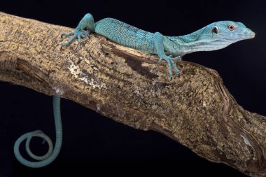 Zümrüt ağaç monitör (Varanus prasinus) bulunan Papua Yeni Gine ve Batı Papua, Endonezya bir hızlı, gündüz, avcıdır.