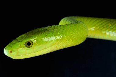 Yeşil mamba (Dendroaspis angusticeps) bir büyük, son derece zehirli yılan türleri Güney Afrika'da bulunur.