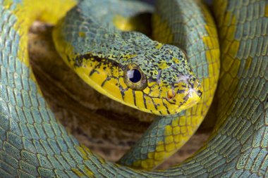 Yanlış palmviper (Xenodon werneri) Kuzey Güney Amerika'da nadir palm viper taklit eden yılan türüdür.
