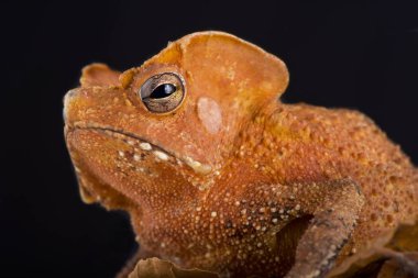 The Guiana Shield Leaf Toad (Rhinella lescurei) is a bizar, alien looking, toad species found in Suriname,Guiana and probably Brazil. clipart