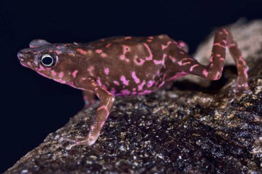 Mor harlequin kurbağa (Atelopus spumarius barbotini) dünyanın en renkli kurbağa türlerinden biridir. Bunlar son derece nesli tehlike altında olan ve Mount Nassau, Surinam için endemik.
