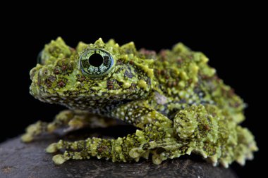 Yosunlu kurbağa (Theloderma corticale) familyasından bir atmaca son derece gizemli kurbağa Vietnam bazı mağara sistemleri için endemik.