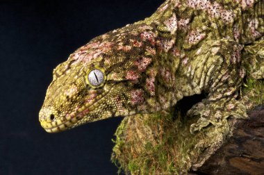Yeni Kaledonya dev kertenkele (Rhacodactylus laechianus) dünyanın en büyük gecko türdür. Bu harika kertenkele Yeni Kaledonya kalan yağmur ormanları için endemik.