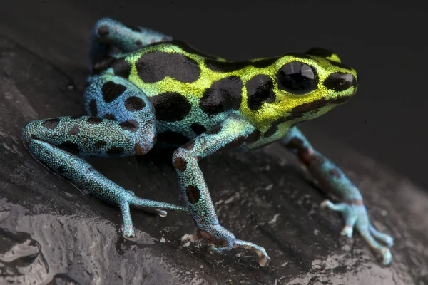 Ranitomeya Veriablis Benekli Kurbağası Peru — Stok fotoğraf