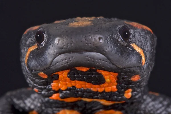 Laos Sigilli Newt Laotriton Laoensis — Stok fotoğraf