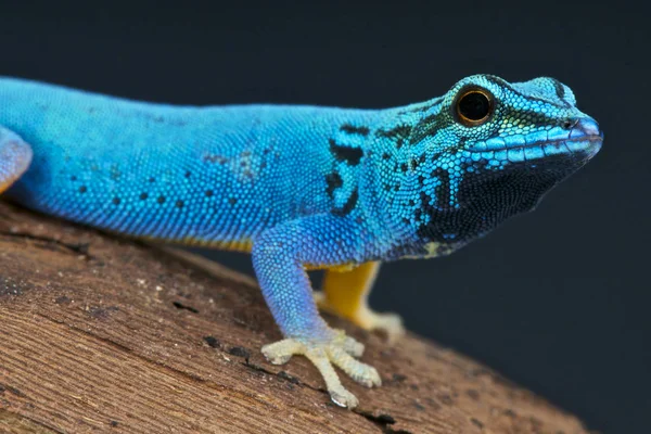 Jour Électrique Bleu Gecko Lygodactylus Williamsi — Photo