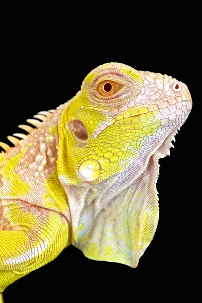 Nadir bir albino yeşil Iguana. Orta ve Güney Amerika'da bulunan büyük otçul kertenkele.