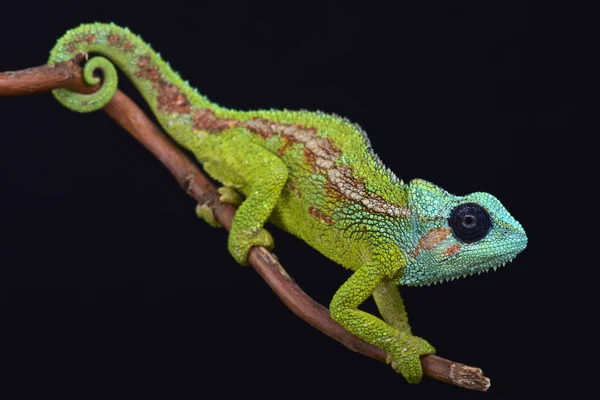 Mount Hanang Chameleon Trioceros Hanangensis One Most Spectacular Chameleon Species — Stock Photo, Image