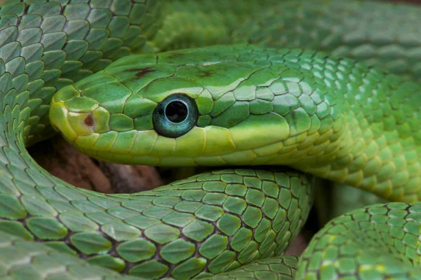 エメラルドのラットヘビ Rhadinophis Prasinum 緑のブッシュのラットのヘビ — ストック写真
