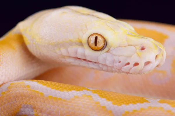 Pitón Reticulada Malayopython Reticulatus Especie Serpiente Más Larga Del Mundo —  Fotos de Stock