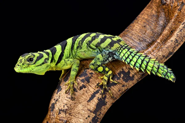 Yeşil thornytail (Uracentron azureum), Surinam, Guyanası, Brezilya ve Venezuela ağaç tepelerinin yaşayan bir anteating kertenkele türü iguanası.