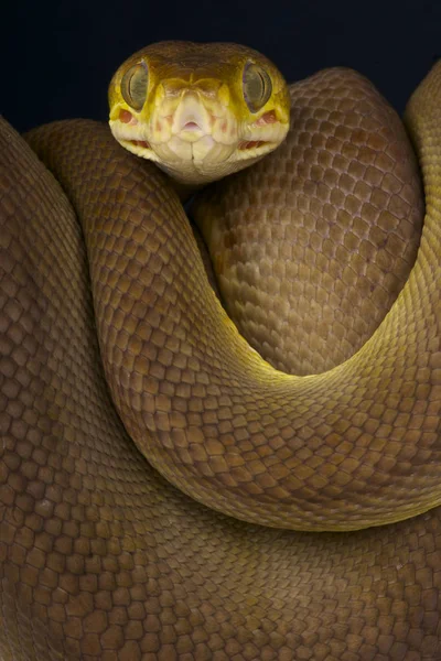 Boa Corallus Hortulanus は南アメリカのアマゾン地域で見られる長い 非常に積極的に 無毒のヘビ種 — ストック写真