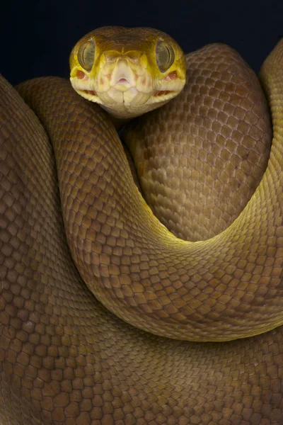 Trädgård Boa Trädboaormar Hortulanus Lång Smal Mycket Aggressiva Familjen Orm — Stockfoto