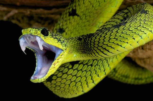 五大湖ブッシュ バイパー Atheris Nitschei 中央アフリカの五大湖付近高度神経のヘビの種 — ストック写真