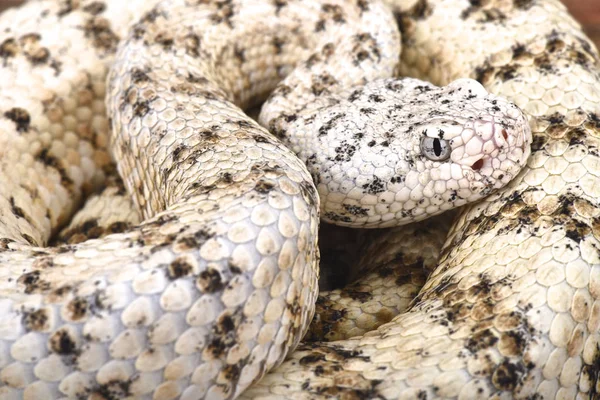 Southwestern Speckled Rattlensnake Crotalus Mitchelli Pyrrhus Cryptic Rattlesnake Species Found — Stock Photo, Image