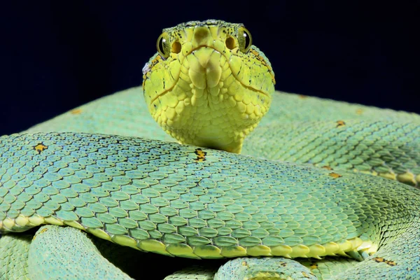 Die Amazonas Palmviper Bothrops Bilineatus Bilineatus Ist Eine Kryptische Viper — Stockfoto