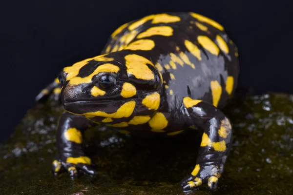 Korsika Yangın Semender Salamandra Korsika Konut Bir Büyük Semender Türü — Stok fotoğraf