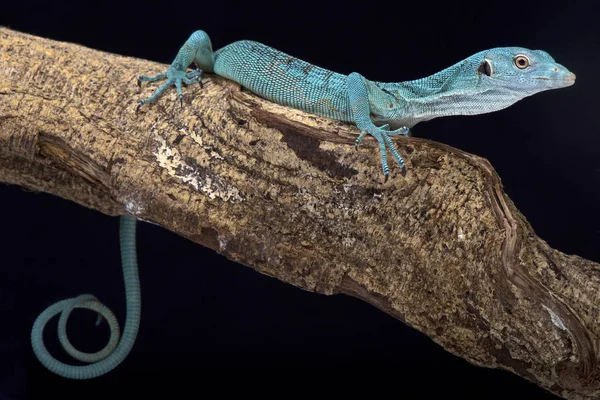 Emerald Tree Monitor Varanus Prasinus Fast Diurnal Predator Found Papua — Stock Photo, Image
