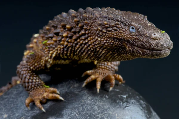 Lagarto Monitor Sin Oreja Lanthonotus Borneensis Una Las Especies Lagartos —  Fotos de Stock