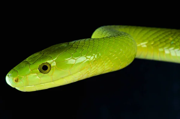 Die Grüne Mamba Dendroaspis Angusticeps Ist Eine Große Hochgiftige Schlangenart — Stockfoto