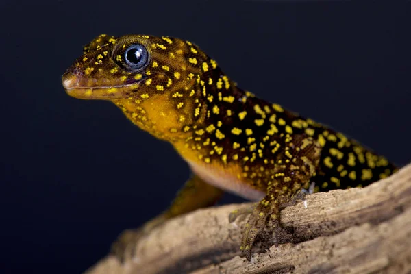 Der Ringförmige Gecko Gonatodes Annularis Ist Ein Mittelgroßer Hell Gefärbter — Stockfoto