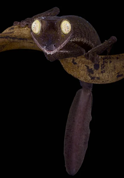 Der Riesenblattschwanzgecko Uroplatus Giganteus Ist Die Zweitgrößte Geckoart Der Welt — Stockfoto