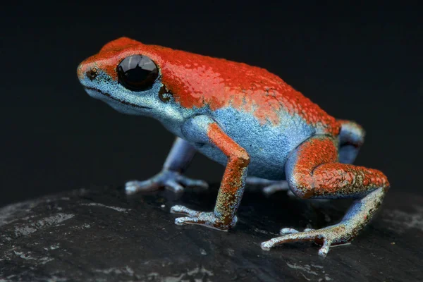 Esküdosu ok kurbağası (Oophaga Esküdosu) bir yeni keşfedilen, muhteşem, dart kurbağa Esküdosu adaya endemik Panama kıyılarında familyasından.