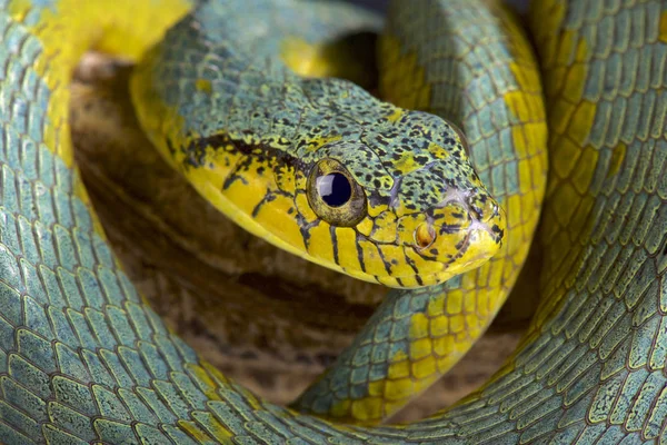 Yanlış palmviper (Xenodon werneri) Kuzey Güney Amerika'da nadir palm viper taklit eden yılan türüdür.