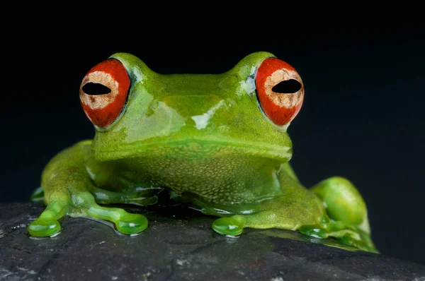 Sapo Olhos Vermelhos Boophis Luteus Uma Bela Espécie Anfíbio Endémica — Fotografia de Stock