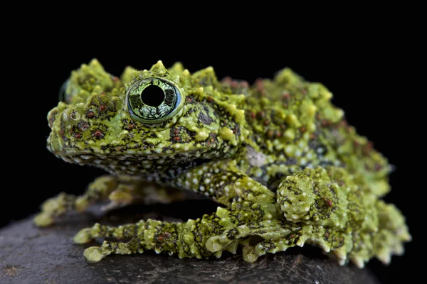 Mossy Frog Theloderma Corticale Highly Cryptic Frog Species Endemic Some — Stock Photo, Image