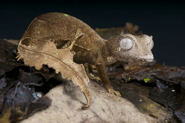 Satanské List Kvadrát Gecko Uroplatus Phantasticus Druh Nápadný Vysoce Maskovaný — Stock fotografie