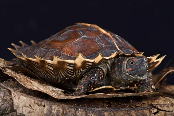 Spiny Turtle Heosemys Spinosa Rare Highly Endangered Turtle Species Unique — Stock Photo, Image