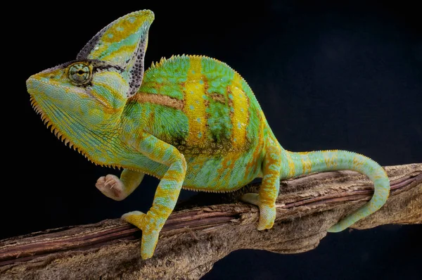 Camaleão Véu Chamaeleo Calyptratus Uma Grande Impressionante Espécie Camaleão Encontrada — Fotografia de Stock